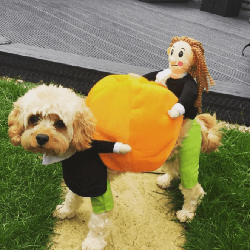 Hund & katt pumpa Halloween kostym