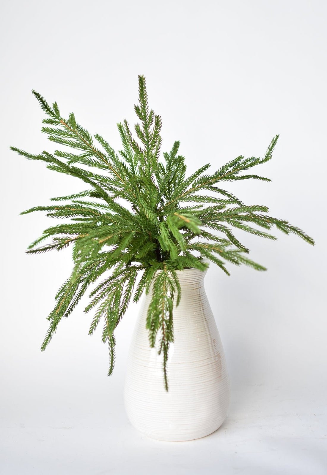 đBeautiful Christmas Special 49% đNorfolk Pine Branch