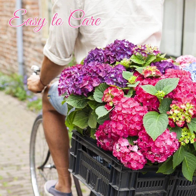 Everlasting Flower Hydrangea