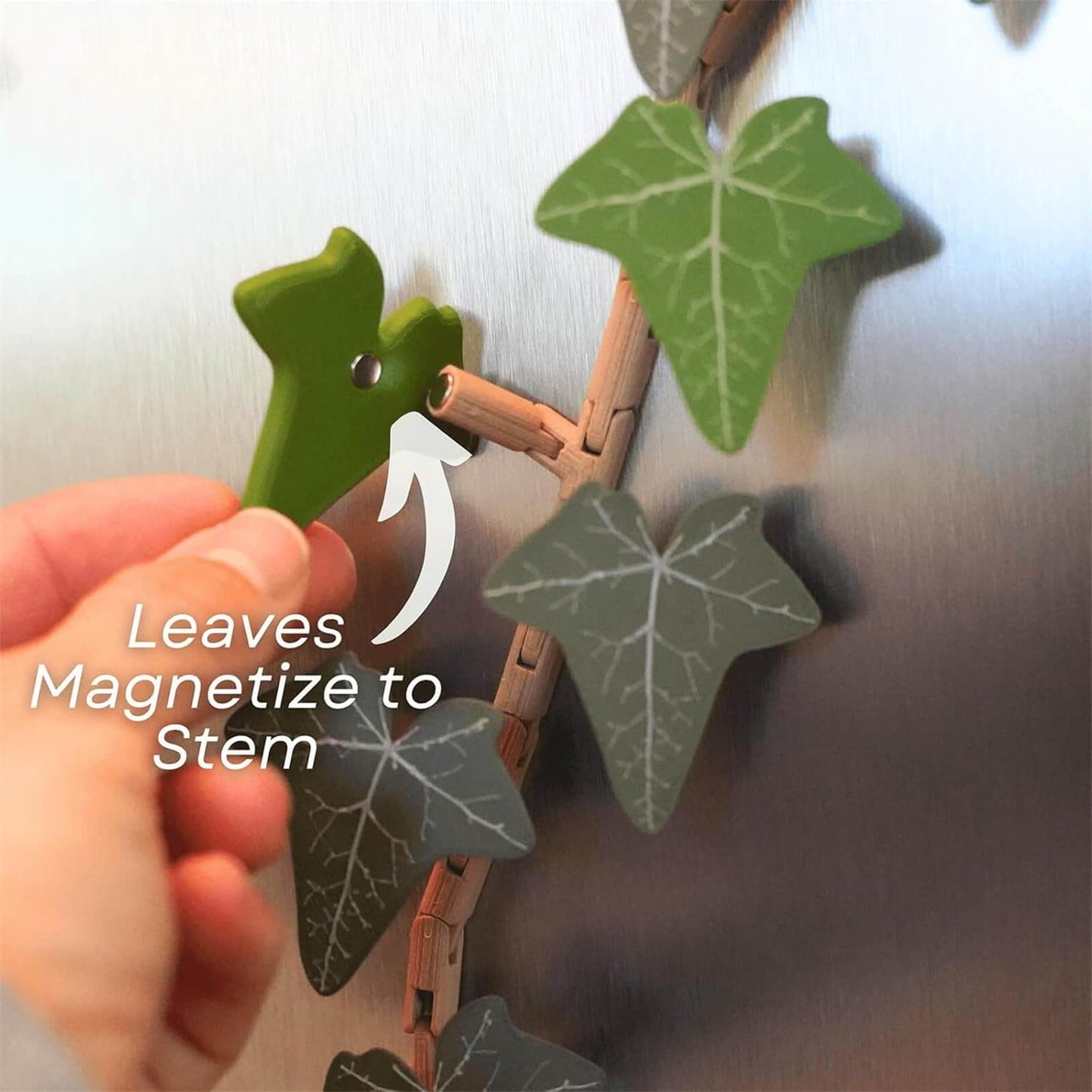 Murgröna Kylskåpsmagneter