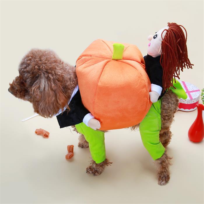 Hund & katt pumpa Halloween kostym