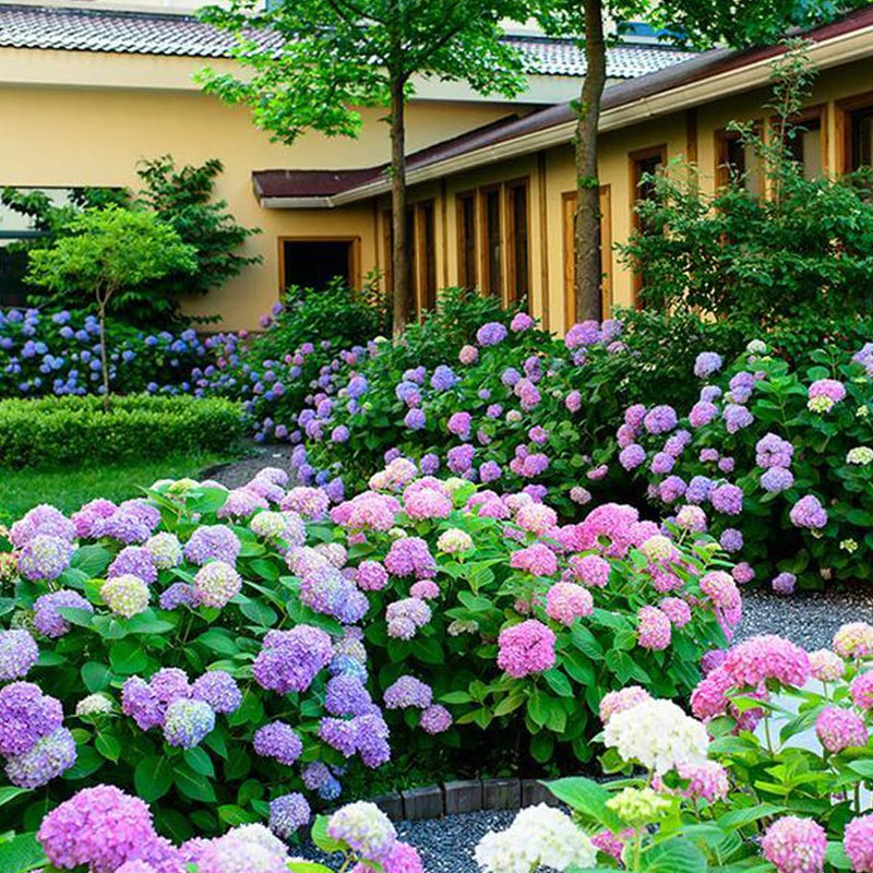 Everlasting Flower Hydrangea
