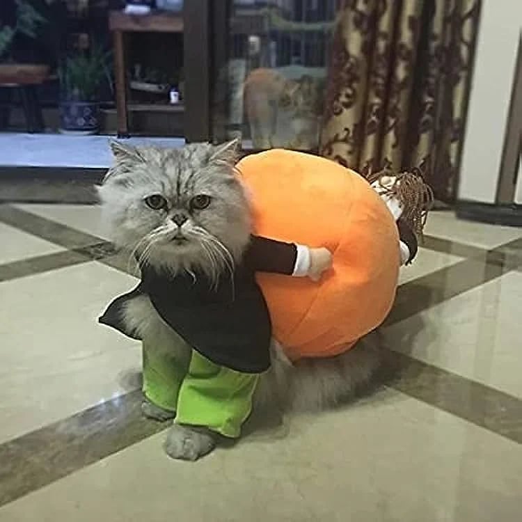 Hund & katt pumpa Halloween kostym
