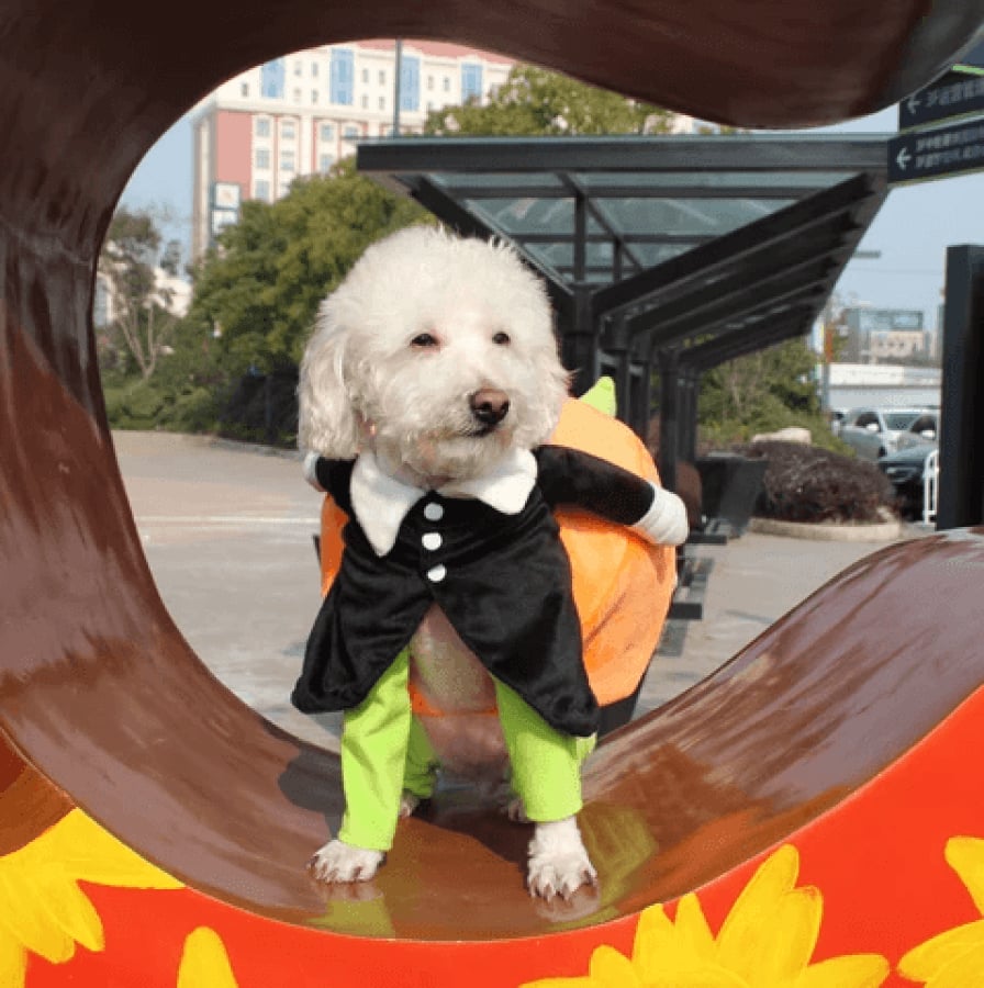 Hund & katt pumpa Halloween kostym