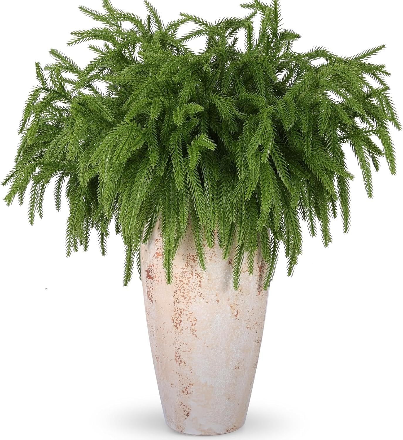 đBeautiful Christmas Special 49% đNorfolk Pine Branch