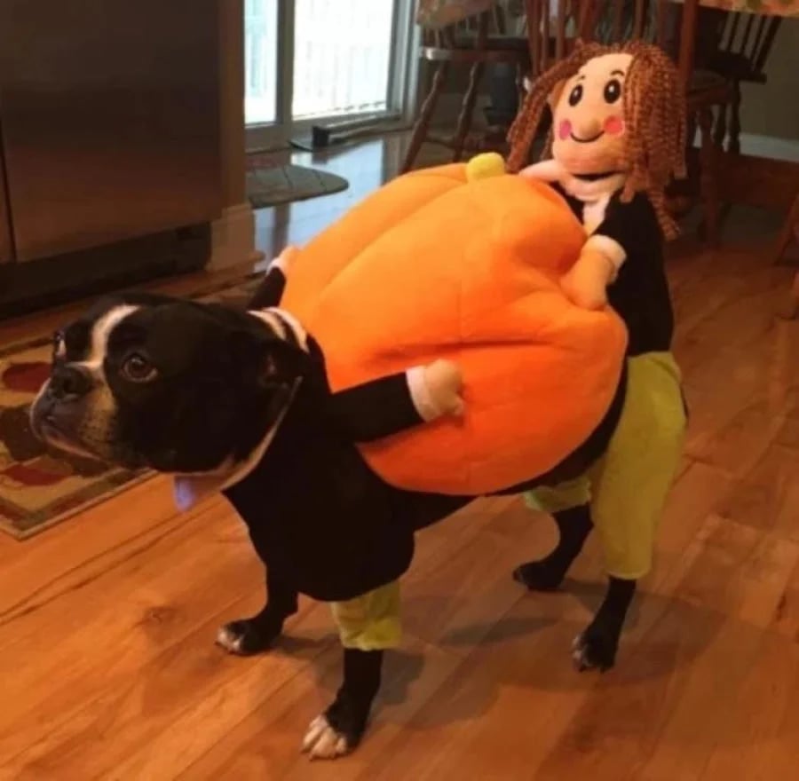Hund & katt pumpa Halloween kostym