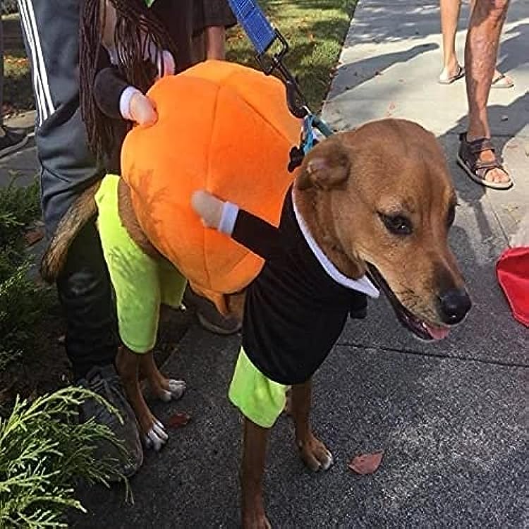 Hund & katt pumpa Halloween kostym