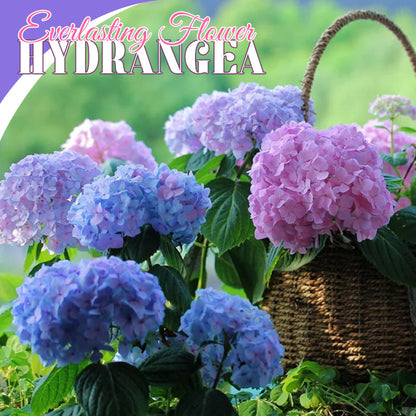 Everlasting Flower Hydrangea