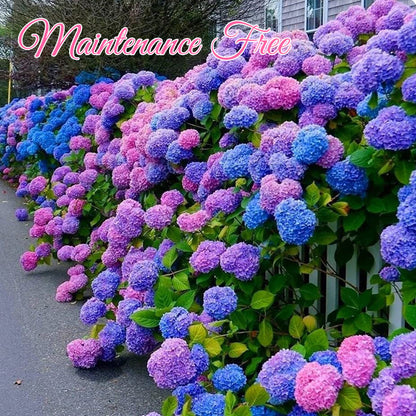 Everlasting Flower Hydrangea