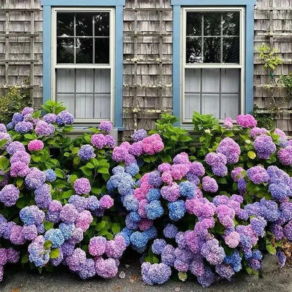 Everlasting Flower Hydrangea